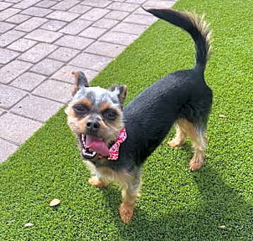 Photo of Huck (Draco)