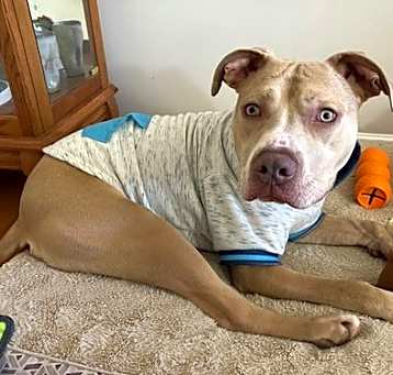 Photo of Bodi