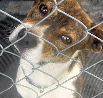 Photo of Jack (in foster)