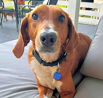 Photo of Henry