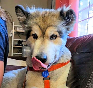 Photo of Lark