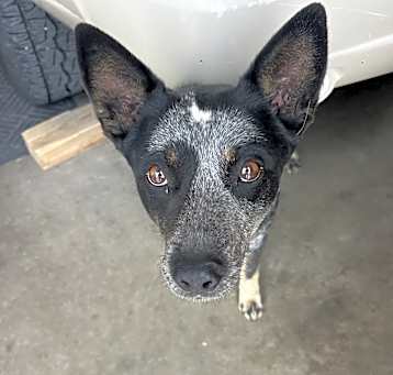 Photo of Luna