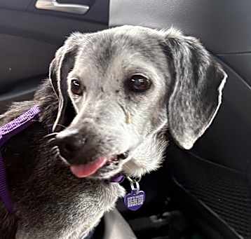 Photo of Dolly