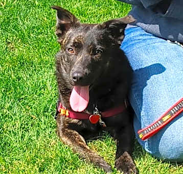 Photo of Faith - AVAILABLE