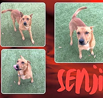 Photo of SENJI