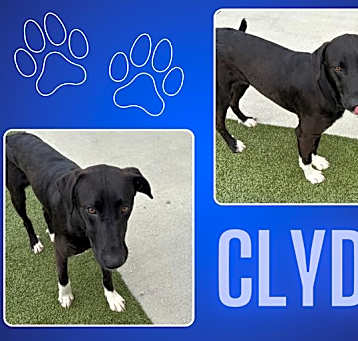 Photo of CLYDE