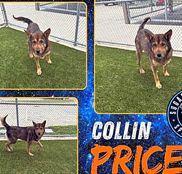 Photo of COLLIN PRICE
