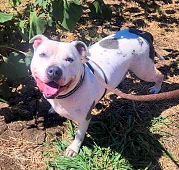 Photo of Petey