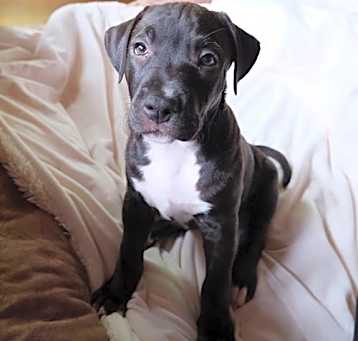 Photo of Little Bear