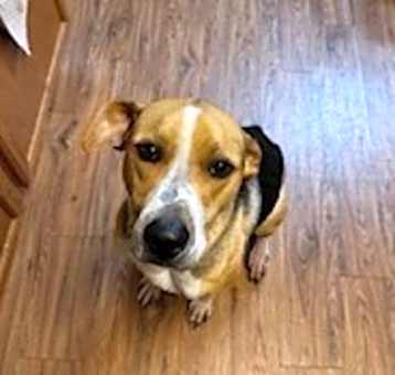 Photo of Huckleberry