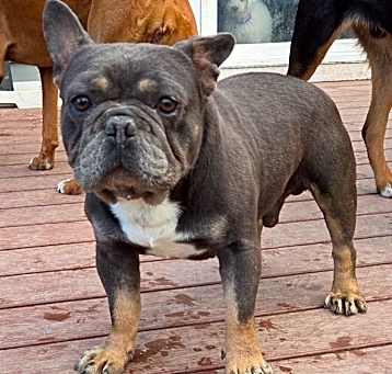 Photo of Bandit