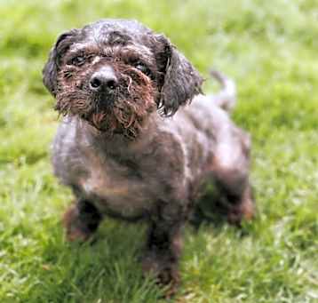 Photo of Toby