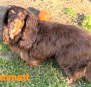 Photo of Emmett