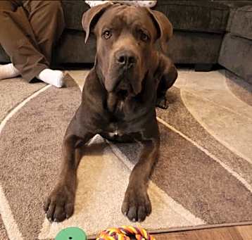 Photo of Gunner