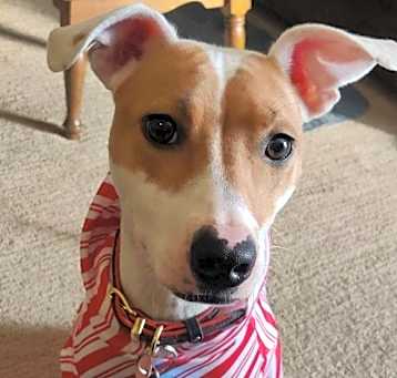 Photo of Ranger