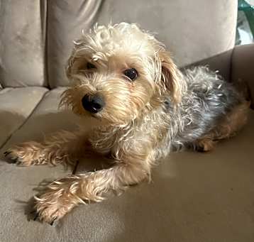 Photo of Rune