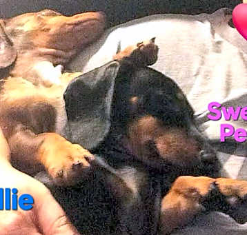 Photo of Ollie and Sweet Pea