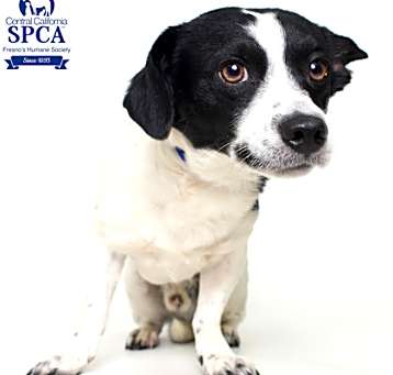Photo of Spike