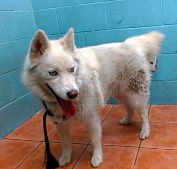 Photo of ROMEO