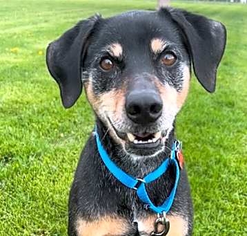 Photo of Buddy