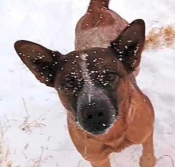 Photo of Whiskey