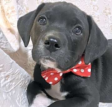 Photo of Indie