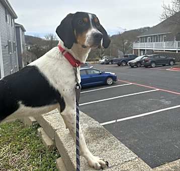 Photo of Ranger
