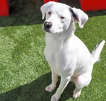 Photo of Bolt