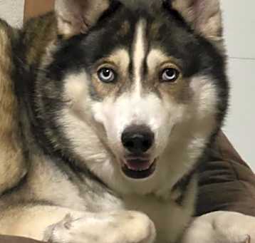 Photo of Jax