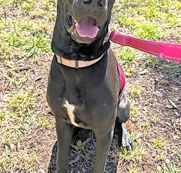 Photo of Zeke-Beautiful, Big Boy!