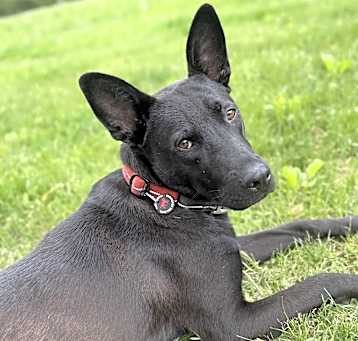 Photo of Harvey