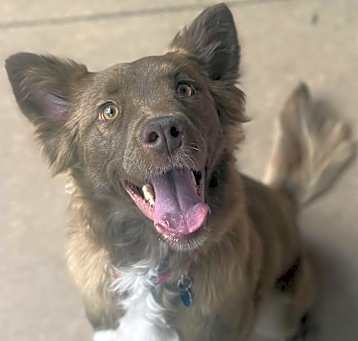 Photo of Amber