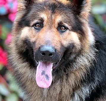 Photo of Beowulf von Bexbach