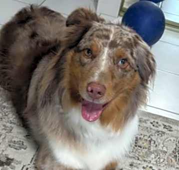 Photo of Moose
