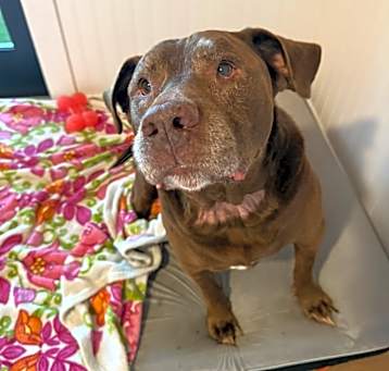 Photo of Brownie