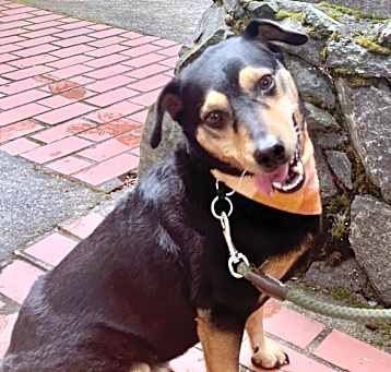 Photo of Casey, very energetic cool boy