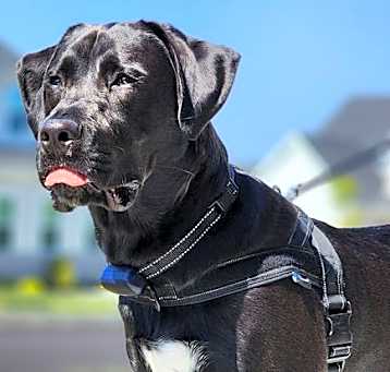 Photo of WESSON  WELL TRAINED