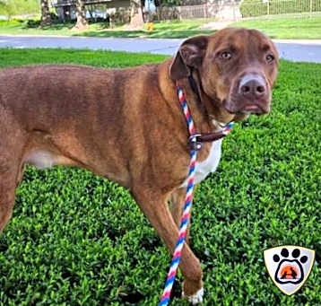 Photo of Canelo