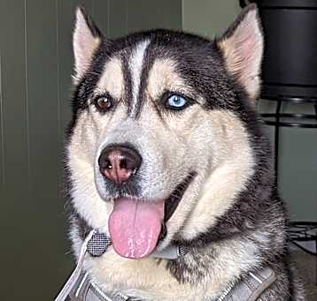 Photo of Baraka