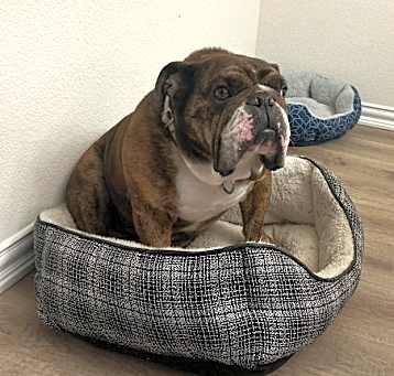 Photo of Dexter