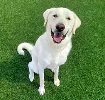 Photo of CHIPPER