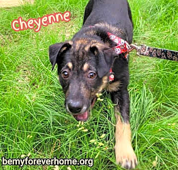 Photo of Cheyenne