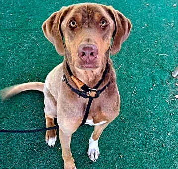 Photo of Timber