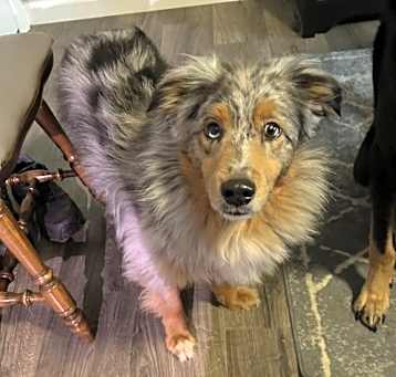 Photo of Bear