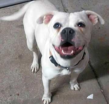 Photo of Sugar