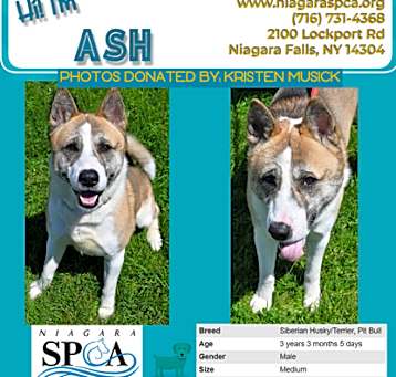 Photo of Ash
