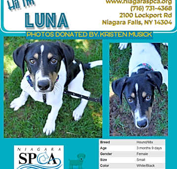 Photo of Luna