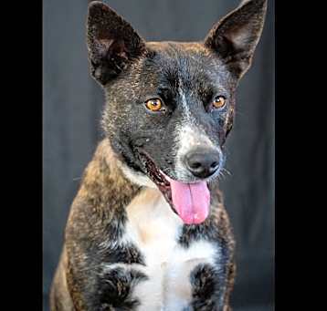 Photo of GYPSY