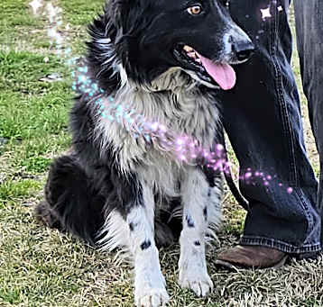 Photo of Joy