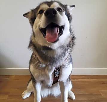 Photo of Merci
